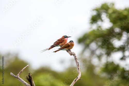 Two Carmine Bee Eaters sitting on a branch. The one looking straight forward and the other to the side.