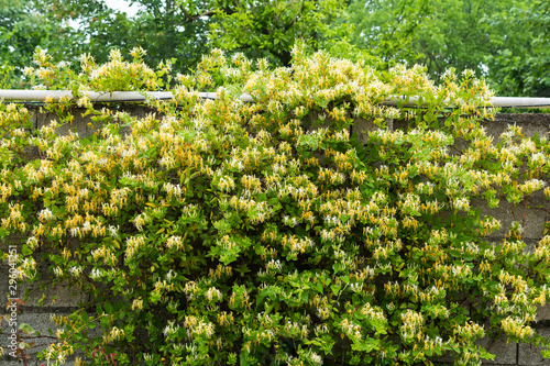 Fotografiet Lonicera japonica blossoms on cement wall
