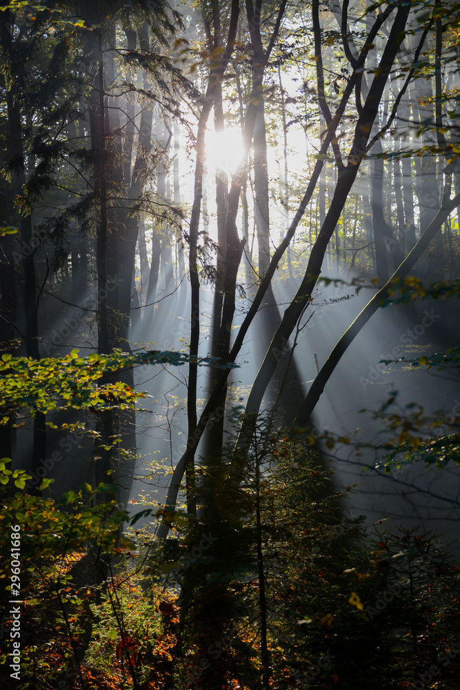 Fototapeta premium Sauerland Bäume Nebel Dunst Herbst Gegenlicht Sonnenaufgang Strahlen Sauerland Arnsberg Wald Menden Lichtung Morgen Atmosphäre Idyll Unterholz Silhouetten Schatten Natur