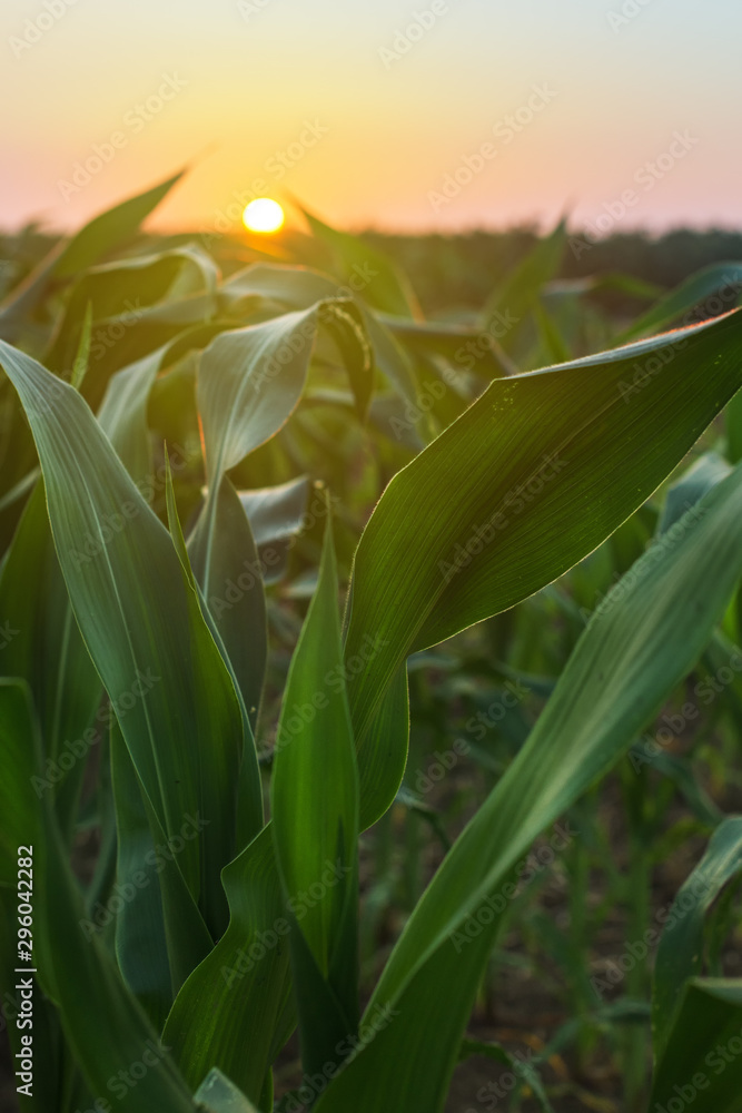 Fototapeta premium Cultivated sorghum field in sunset