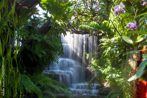 waterfall in the forest with big tree and flower