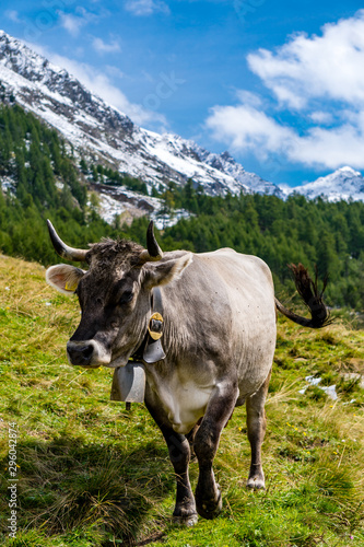 S  dtiroler Grauvieh Kuh mit H  rner und Kuhglocke vor idyllischer Bergkulisse mit Schnee
