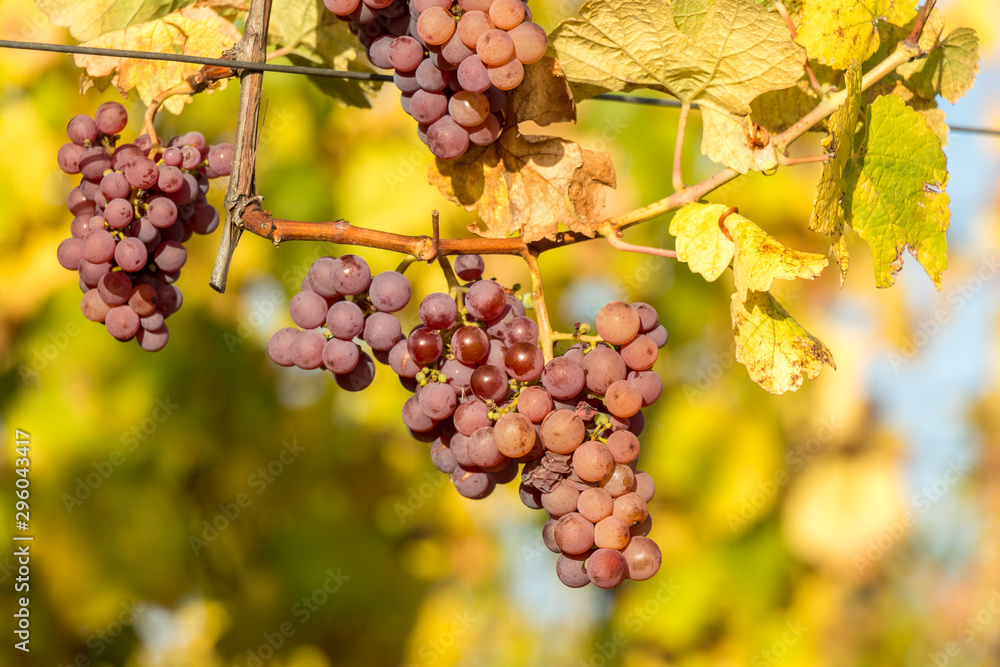 Fototapeta premium Grappe de raisin dans le vignoble