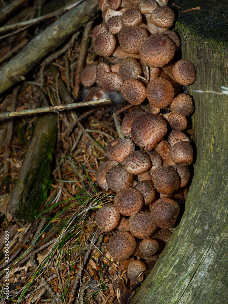 Group of armillaria on forest ground Group of armillaria on forest ground