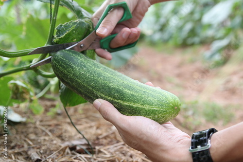 cucumber harvesting or organic food concept