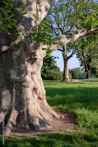 Old oak tree in a park of the city of Dresden, Sachsen, DE