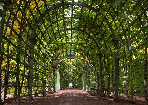 Vaulted garden autumn alley. Letny Sad  Saint Petersburg  Russia.