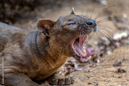 The detail of fossa ((Cryptoprocta ferox). Unique endemic species from Madagascar