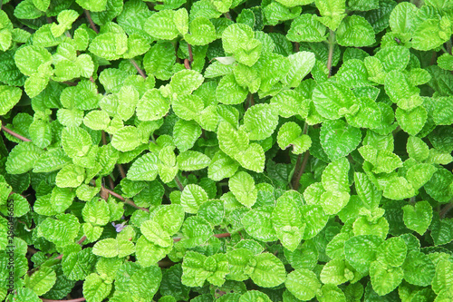 Green mint or melissa officinalis texture plants in garden top view natural background
