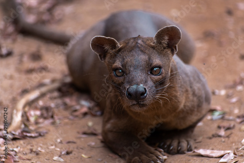 The detail of fossa ((Cryptoprocta ferox). Unique endemic species from Madagascar