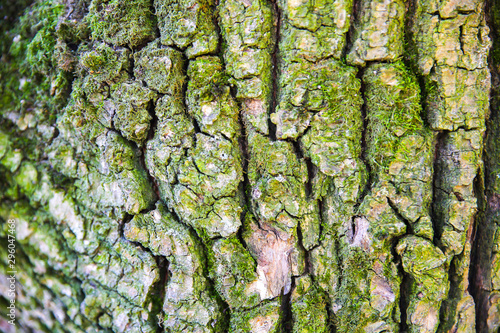 Bark of the tree with moss. Nature texture background.