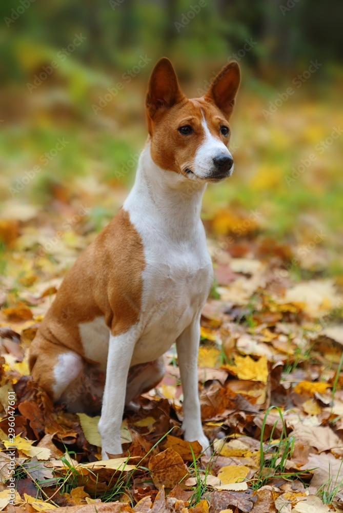 Two-year-old dog breed Basenji sits on the autumn foliage