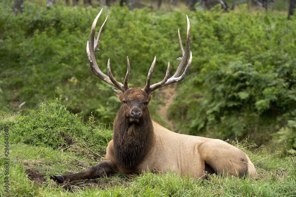 Naklejka premium Cerf