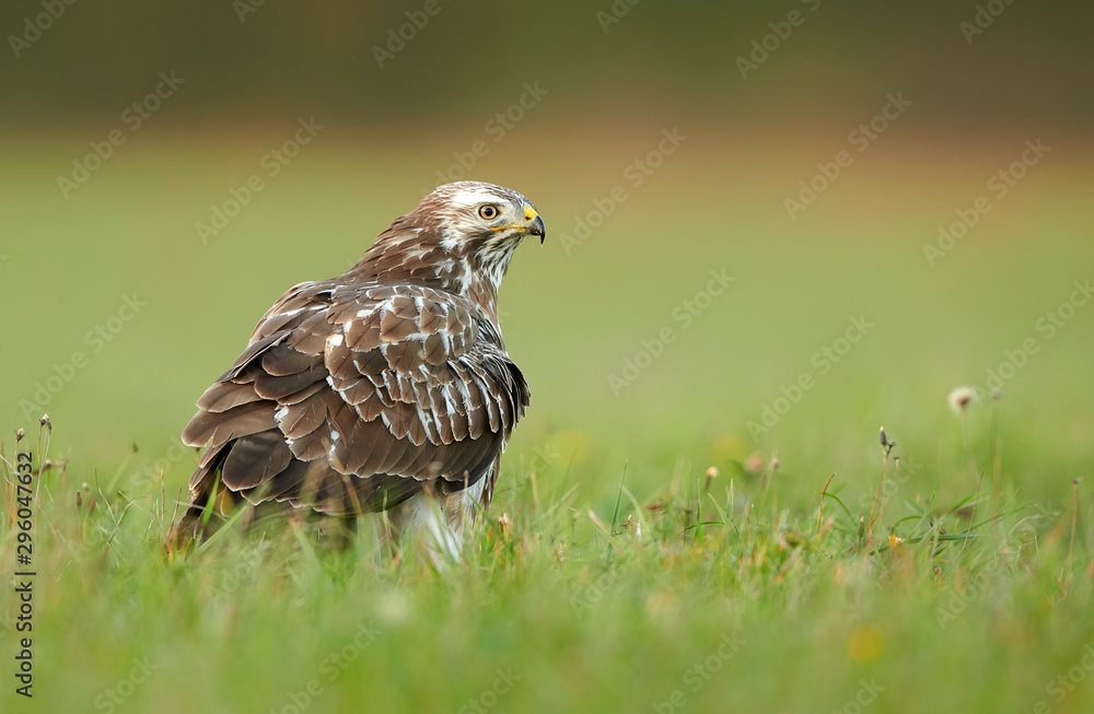 Common buzzard (Buteo buteo) Common buzzard (Buteo buteo)