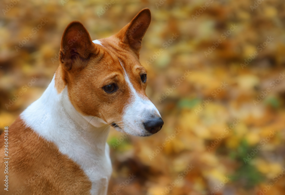 Portrait of a two-year-old dog breed Basenji outdoors