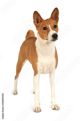 Purebred Basenji isolated on white background