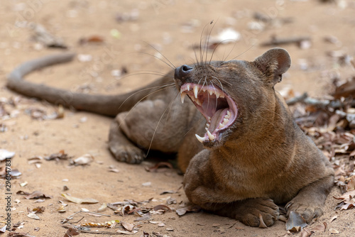 The detail of fossa ((Cryptoprocta ferox). Unique endemic species from Madagascar photo