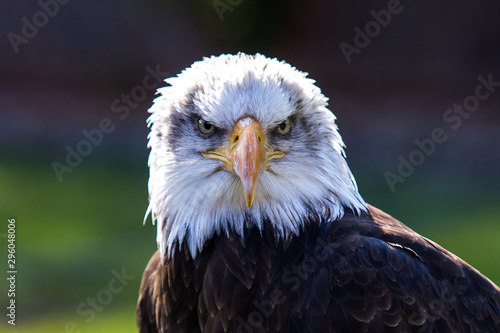 Face to face with grimly looking bald eagle