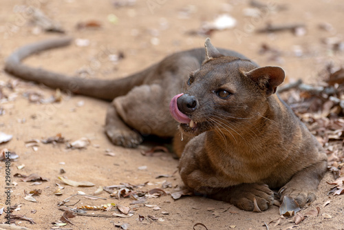 The detail of fossa ((Cryptoprocta ferox). Unique endemic species from Madagascar