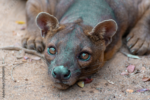 The detail of fossa ((Cryptoprocta ferox). Unique endemic species from Madagascar