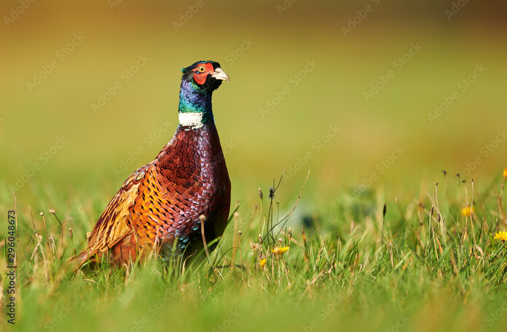 Fototapeta premium Ringneck Pheasant (Phasianus colchicus)