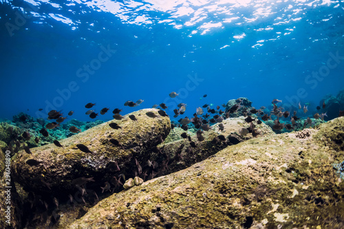 Underwater scene with stones and tropical fish. Blue ocean