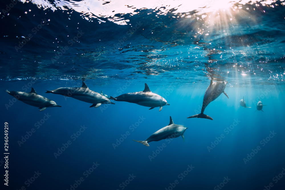 Spinner dolphins underwater in blue ocean. Dolphin family - obrazy, fototapety, plakaty 