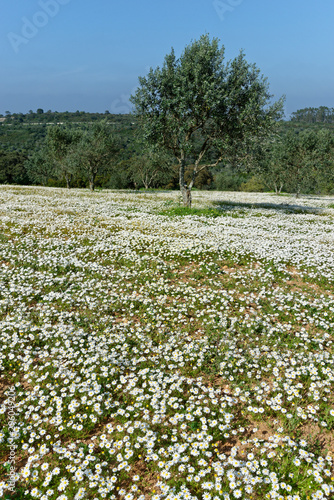 Wallpaper Mural Wiese mit Kamille und Olivenbaum Torontodigital.ca
