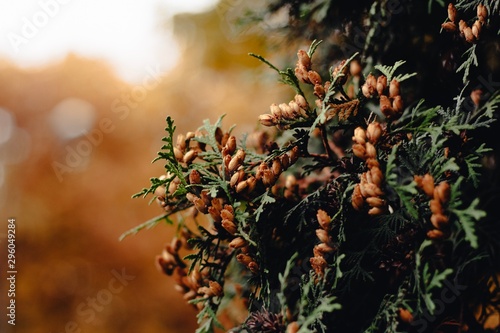 Dark colored golden and deep orange red leaves. Trendy atmospheric autumn backdrop. Warm fall moody landscape for your inspiration