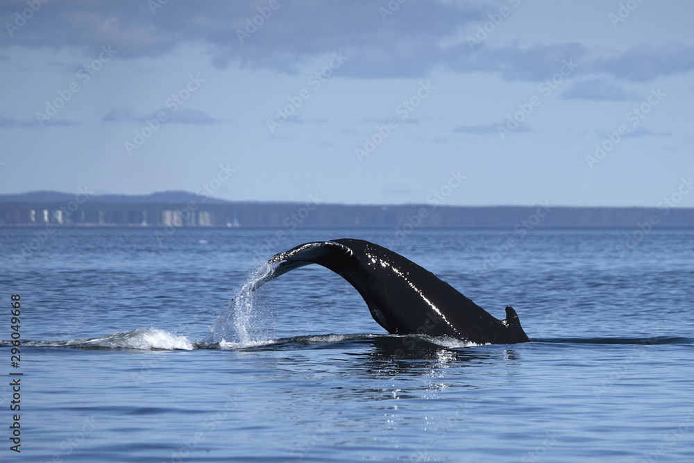 Obraz premium Baleine à bosses