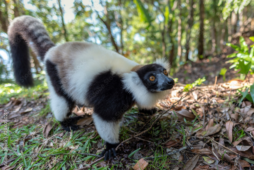 Black-and-white ruffed lemur (Varecia Variegata).Endemic Madagascar.