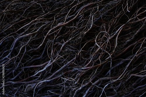 Beautiful dark low key texture background. Gothic moody background. Black, purple and grey abstract nature background texture of dry tree roots photo