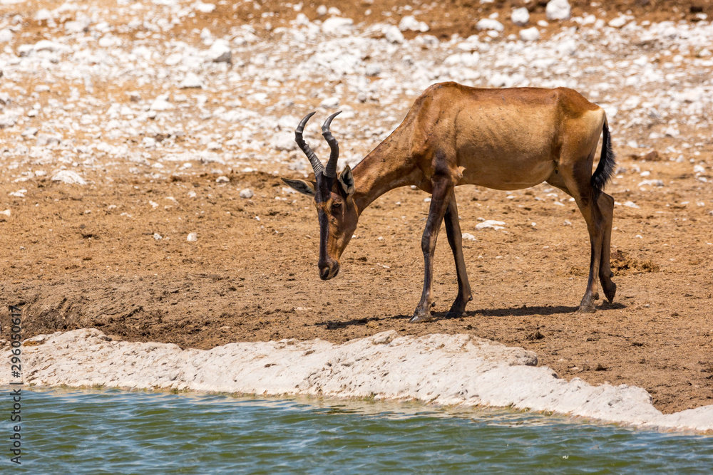 Red hartebeest (Alcelaphus caama) at a waterhole, Etosha, Namibia, Africa Red hartebeest (Alcelaphus caama) at a waterhole, Etosha, Namibia, Africa