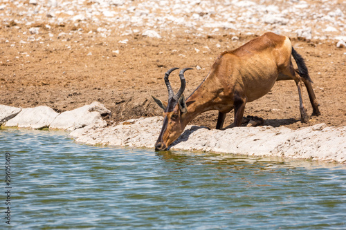 Red hartebeest  Alcelaphus caama  is drinking at a waterhole  Etosha  Namibia  Africa
