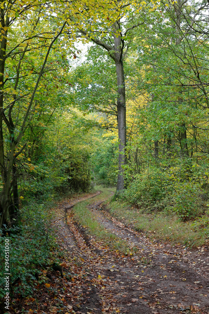 Fototapeta premium Ein Weg durch den herbstlichen Laubwald