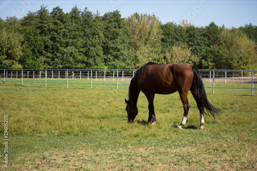 Red horse eating grass in field in summer day. Copy space