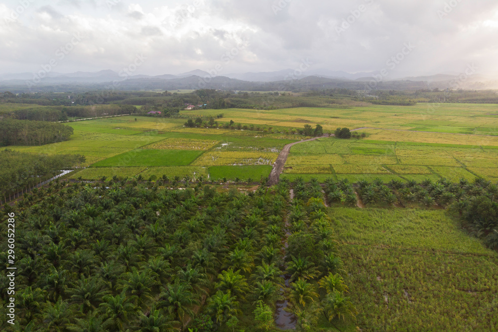 agriculture field aerial view
