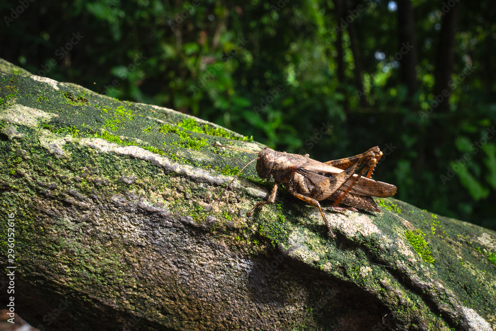 Close up of brown grasshopper in the forest. Macro conceptual. Close up of brown grasshopper in the forest. Macro conceptual.