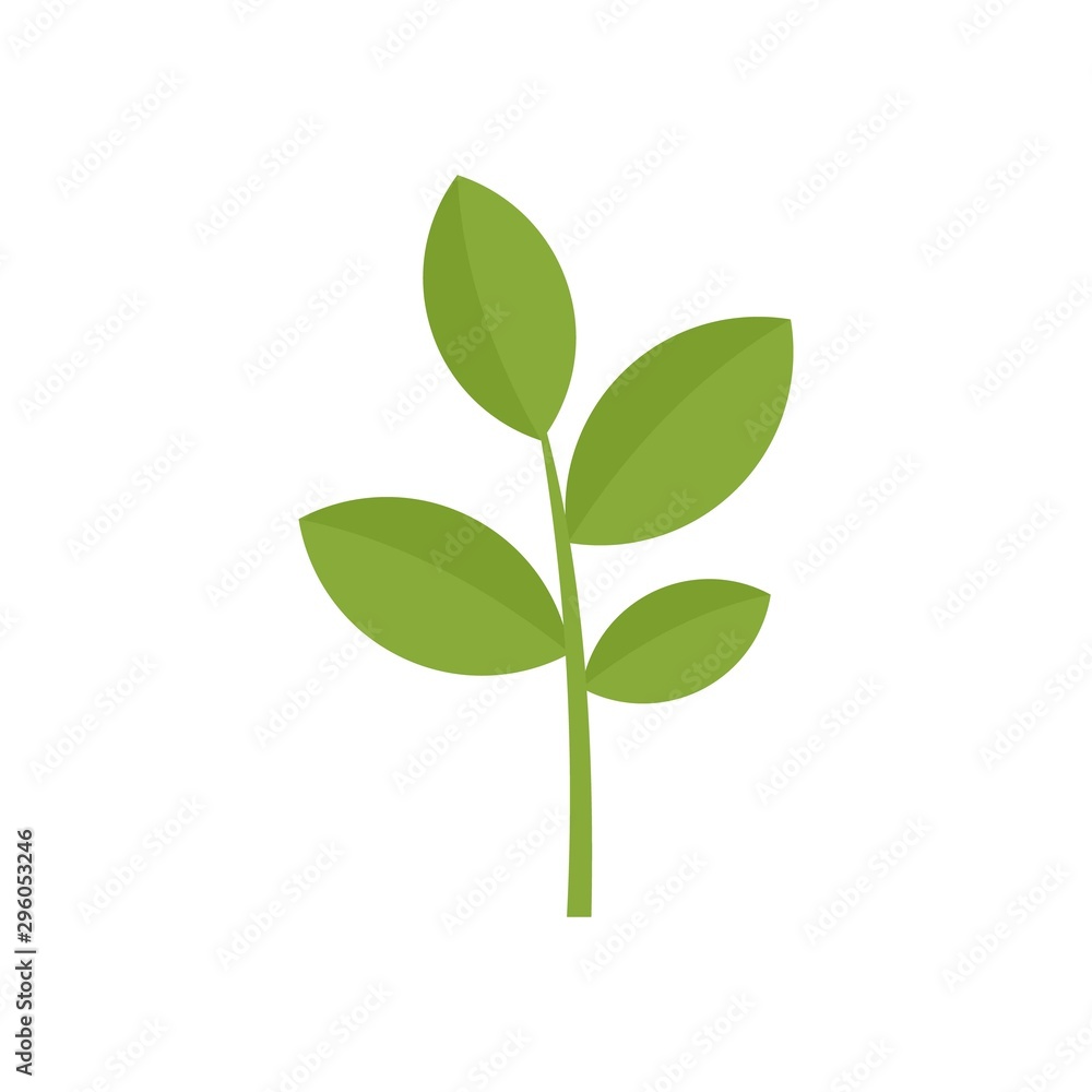 Matcha plant icon. Flat illustration of matcha plant vector icon for web design Matcha plant icon. Flat illustration of matcha plant vector icon for web design
