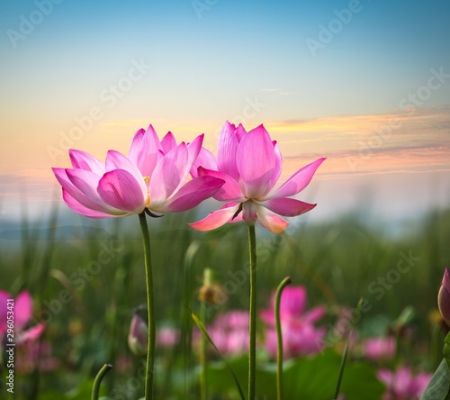 flowers on green background of blue sky