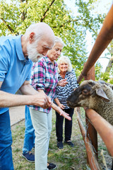  Seniors feeding sheep