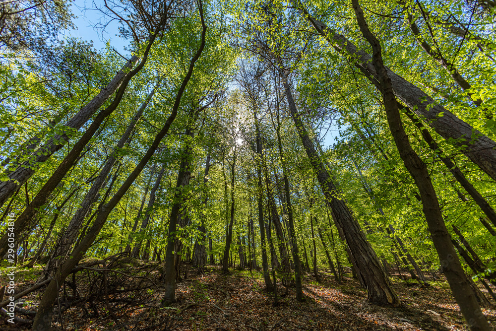 beautiful green forest in summer time beautiful green forest in summer time