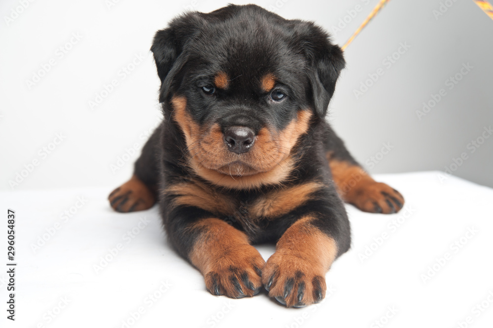 Cute one rottweiler puppy in a studio on a white background Cute one rottweiler puppy in a studio on a white background