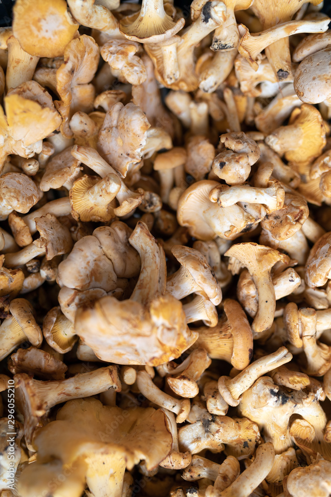 Freshly harvested organic mushrooms background. Edible mushrooms Freshly harvested organic mushrooms background. Edible mushrooms