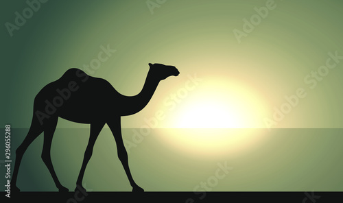 Camel in desert walking forward. Camel graphic sign at sunrise or sunset background. Camel symbol of desert. Vector illustration