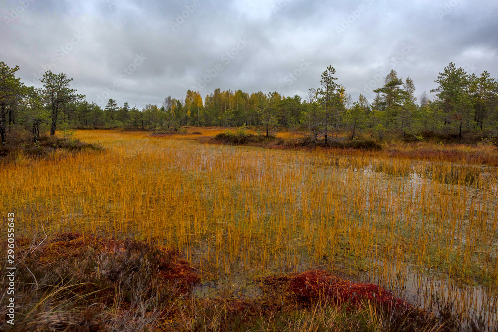 panorama of autumn forest. Autumn in the swamp. Bright sun over the forest swamp panorama of autumn forest. Autumn in the swamp. Bright sun over the forest swamp