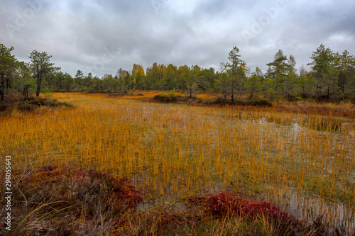 panorama of autumn forest. Autumn in the swamp. Bright sun over the forest swamp