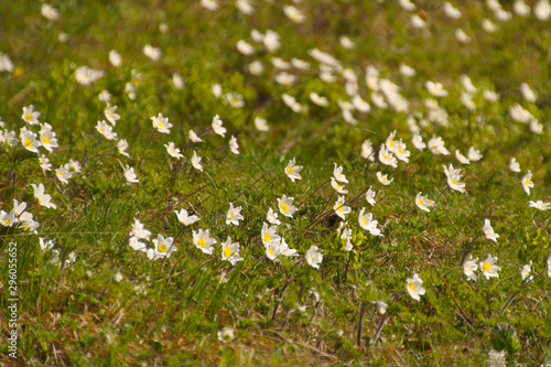 White beautyful flowers in autumn grass in Nizke Tatry mountain. 