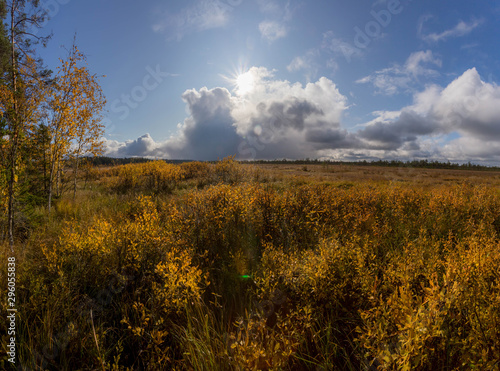 Fototapeta Naklejka Na Ścianę i Meble -  panorama of autumn forest. Autumn in the swamp. Bright sun over the forest swamp