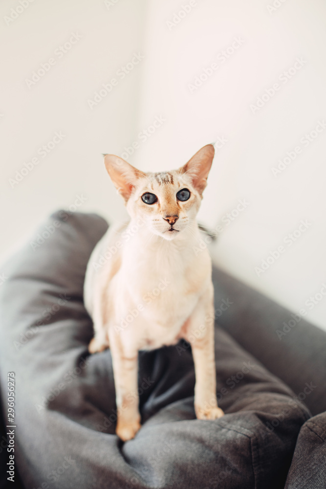 Beautiful colorpoint blue-eyed oriental breed cat sitting on couch sofa looking at camera. Fluffy hairy domestic pet with blue eyes relaxing indoors at home. Adorable furry animal feline friend.